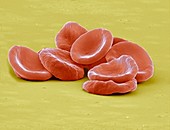 Red blood cells,SEM