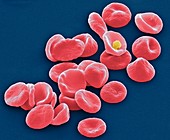 Red blood cells,SEM