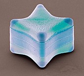 Diatom,SEM