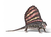 Dimetrodon,artwork