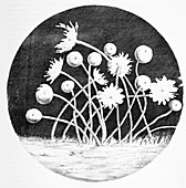 Zoophytes,historical diagram
