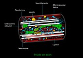 Axon anatomy,diagram