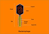 Bacteriophage,diagram