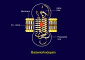 Bacteriorhodopsin,diagram