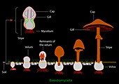 Mushroom anatomy,diagram
