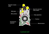 Milk-producing cell,diagram