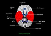 Brain anatomy,diagram