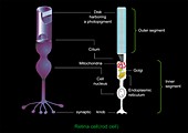 Retinal rod cell anatomy,diagram