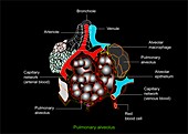 Lung alveolus,artwork