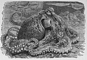 Common octopus,19th century