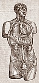 Human male torso,16th Century
