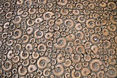 Ammonite paving stones