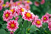 Dahlia 'Amozone'