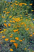 Californian Poppy (Eschscholzia sp.)