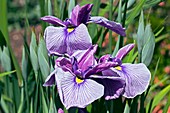 Iris ensata,Higo hybrids