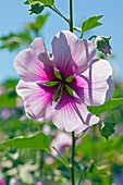 Lavatera maritima