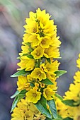 Yellow Loosestrife (Lysimachia vulgaris)