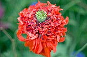 Poppy (Papaver sp.)