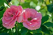 Rose (Rosa 'Bantry Bay')