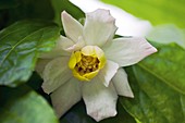 Sinocalycanthus chinensis