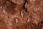 Fossilised teeth,Gran Dolina