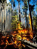 Forest fire,Yellowstone