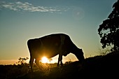 Cow grazing at sunset