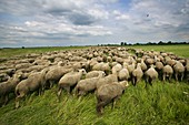 Rare breed sheep,Hungary
