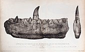 1824 Buckland's Megalosaurus jaw no tint