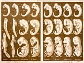 1874 Ernst Haeckel Embryo drawings