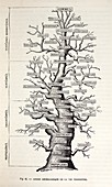 1886 French copy Haeckel 'tree of life'