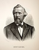 1880's Ernst Haeckel German engraving