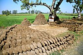 Cow manure drying in the sun,India