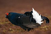 Male black grouse displaying