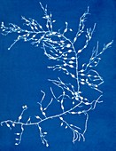 19th-century alga cyanotype