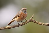 Juvenile Male redstart