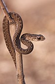 juvenile Montpellier snake