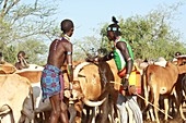 Hamer Tribe Jumping of the Bulls ceremony