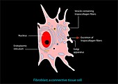 Fibroblast cell,artwork