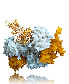 Influenza nucleoprotein,molecular model