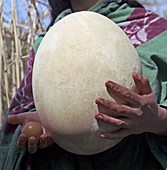 Elephant Bird,Aepyornis egg