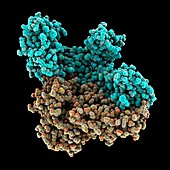HIV reverse transcriptase enzyme