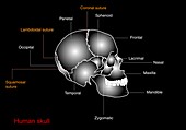 Human skull anatomy,diagram