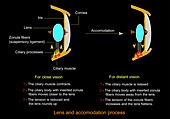 Eye lens and accommodation,diagram