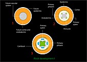 Plant root development,diagram