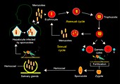 Plasmodium parasite cycle,diagram