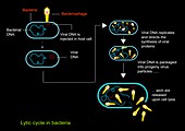Lytic viral cycle,diagram