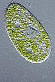 Paramecium protozoan,light micrograph