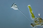 Vorticella protozoa,light micrograph
