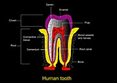 Human tooth anatomy,diagram